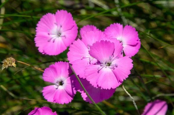 Wild carnation pink flowers — Stock Photo, Image