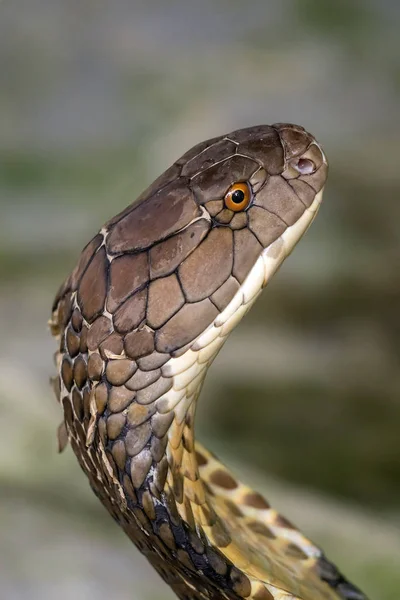 Kobra-Schlange Nahaufnahme — Stockfoto