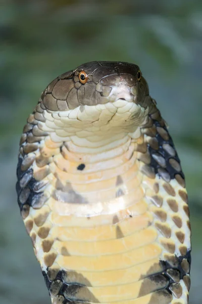 Kobra-Schlange Nahaufnahme — Stockfoto