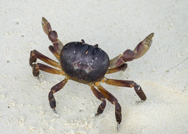 Krab met verhoogde claws klaar om te vallen — Stockfoto