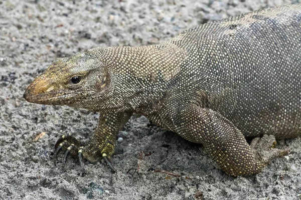 Reptil varano —  Fotos de Stock