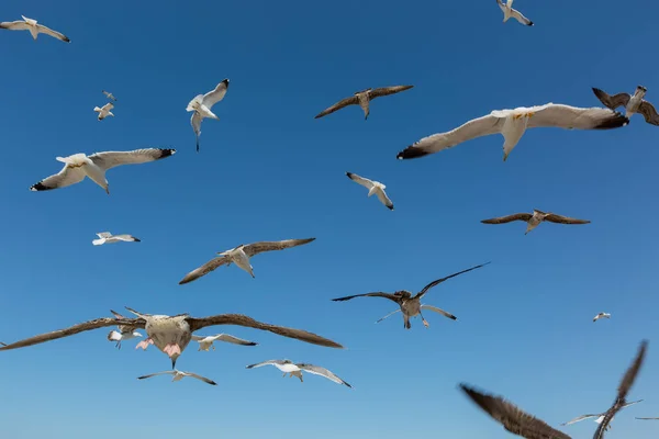 Molti gabbiani volano contro il cielo blu — Foto Stock
