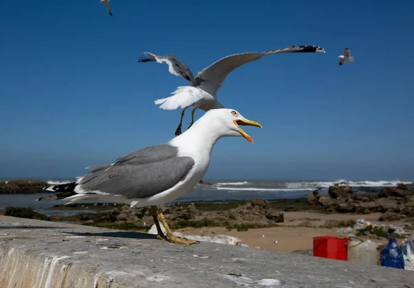 Чайка закладають в Essaouira — стокове фото