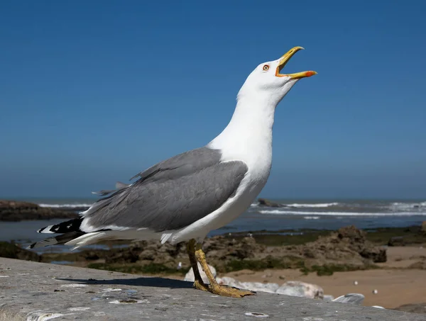 Big seagull close up — Stock Photo, Image