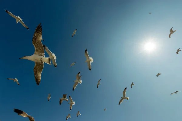 Чайки летают в голубом небе с солнцем — стоковое фото
