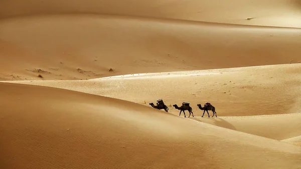 Caravana de camelo em dunas de areia do deserto — Fotografia de Stock