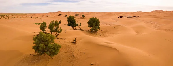 Aerial panorama of trees in Sahara desert — Stock Photo, Image