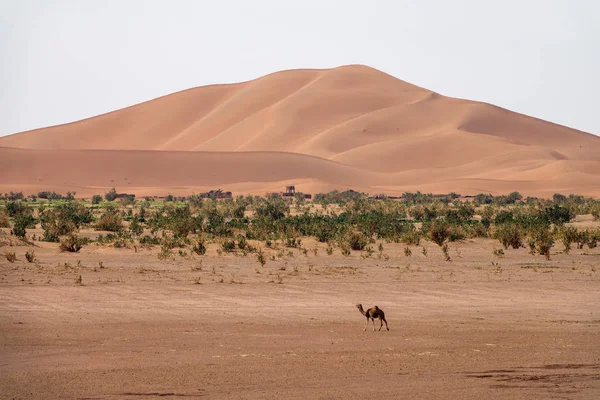 Camellos caminando cerca de grandes dunas en el desierto —  Fotos de Stock