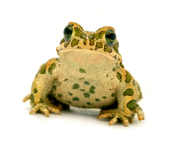 Spotted toad sitting close-up — Stock Photo, Image