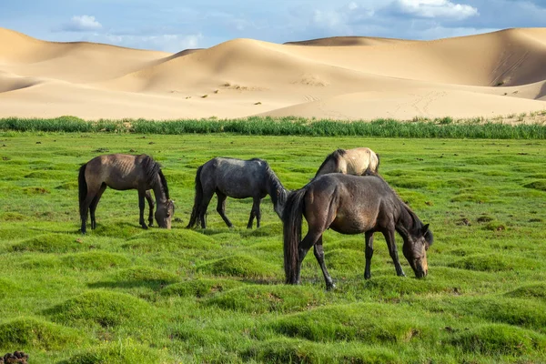 Koně jedí trávu v poušti Gobi — Stock fotografie