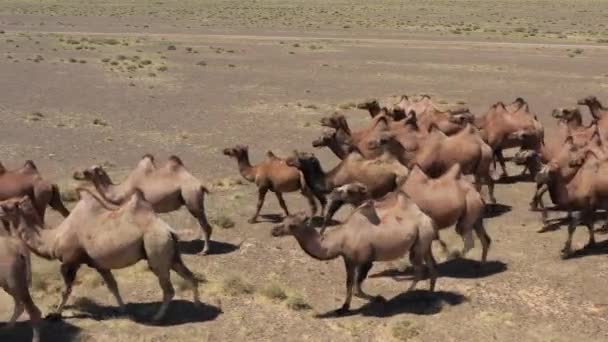 Moğolistan 'daki Bactrian develerinin havadan görünüşü — Stok video