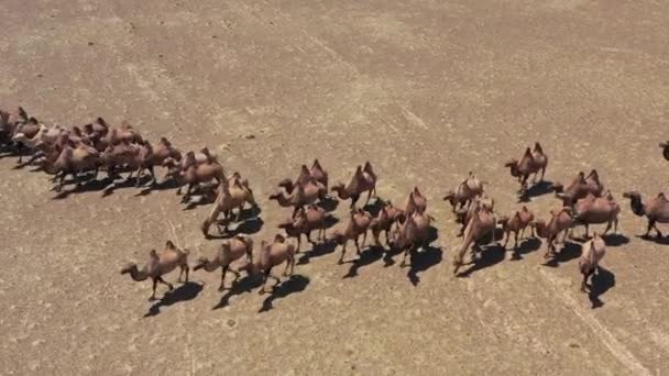 Luchtfoto van Bactriaanse kamelen in Mongolië — Stockvideo