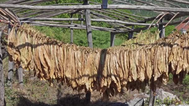 Tabaksbladeren hangen en drogen in een houten schuur — Stockvideo