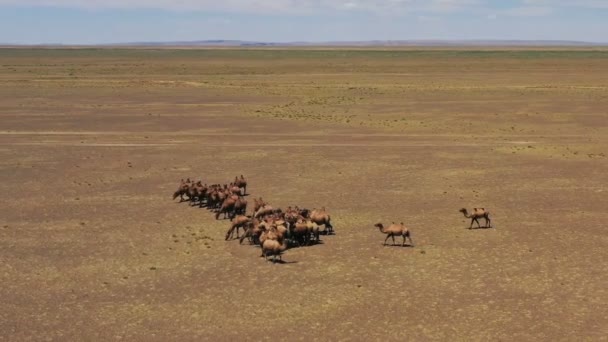 Luftaufnahme baktrischer Kamele in der Mongolei — Stockvideo