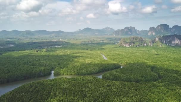 Détroit des estuaires de la forêt de mangrove en Thaïlande — Video