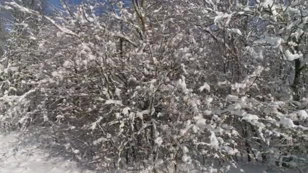 Belle forêt d'hiver couverte de neige — Video