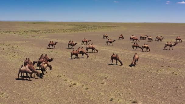 Повітряний вид бактрійських верблюдів у Монголії. — стокове відео