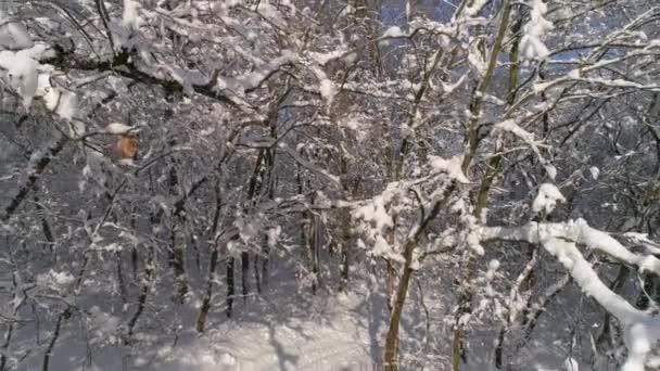Prachtig winterbos bedekt met sneeuw — Stockvideo