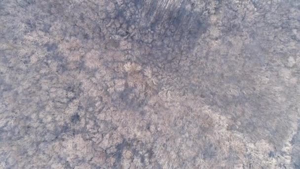 Вид с воздуха на зимний лес, покрытый снегом — стоковое видео