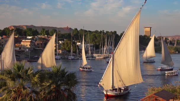 Barcos de felucca en el río Nilo en Asuán Egipto — Vídeo de stock