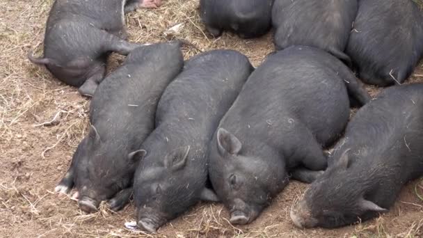 Durmiendo negro poco divertido lechones — Vídeo de stock