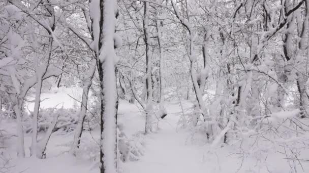 冬季森林里被雪覆盖的树枝，全景 — 图库视频影像