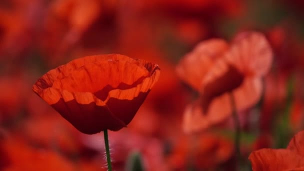 Flores de amapola roja en verano primer plano — Vídeos de Stock