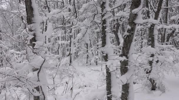 Branches couvertes de neige dans la forêt d'hiver — Video