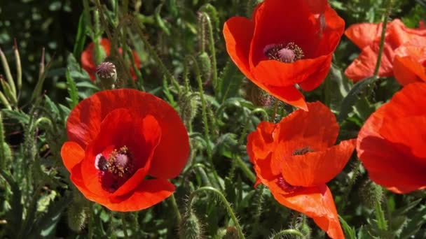 Flores de amapola roja en verano primer plano — Vídeos de Stock