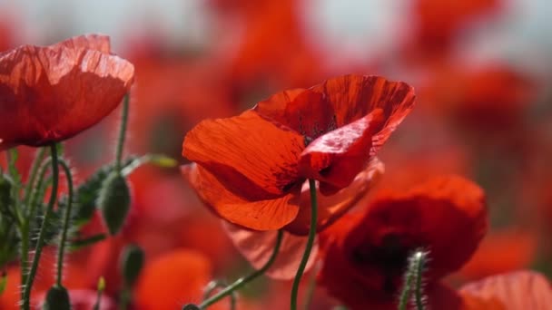 Flores de amapola roja en verano primer plano — Vídeos de Stock