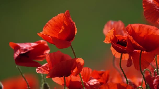 Red poppy flowers at summer time close-up — Stock Video