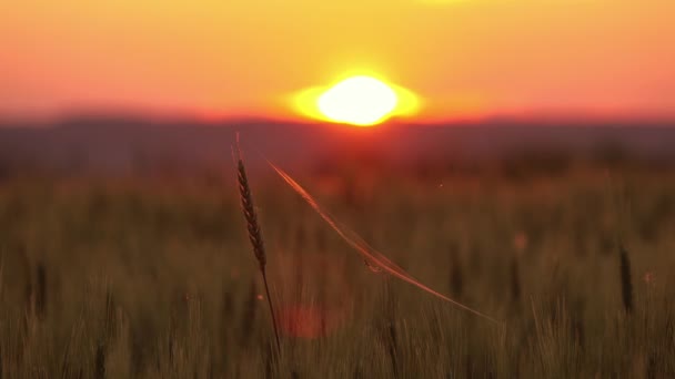 Spider and cobweb on the ears of wheat at sunset — Stock Video