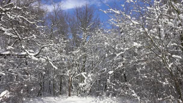 Neve che cade dai rami nella foresta invernale — Video Stock