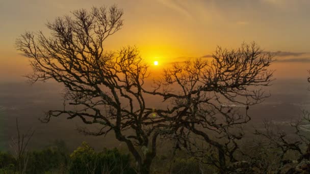 Kahler Baum auf dem Hintergrund des Sonnenuntergangs, Zeitraffer — Stockvideo