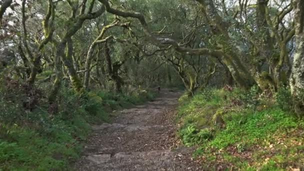 Portekiz, Bussaco 'nun gizemli ormanlarında yol — Stok video