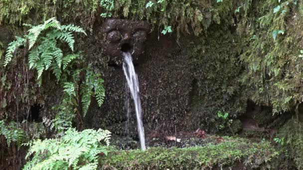 Фонтан в таинственном лесу Буссако — стоковое видео