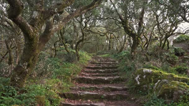 Pad in het mysterieuze bos van Bussaco, Portugal — Stockvideo