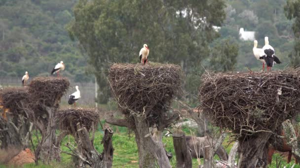 Cigüeñas blancas en el nido, Portugal — Vídeos de Stock