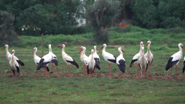 Una bandada de cigüeñas blancas descansando en los campos — Vídeos de Stock