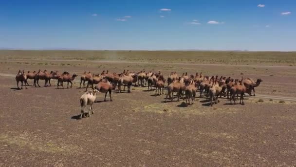 Aerial view of Bactrian camels group in steppe — Stock Video