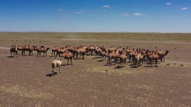 Luftaufnahme der bakteriellen Kamelgruppe in der Steppe — Stockvideo