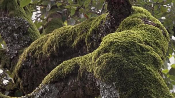 Bosque misterioso de Bussaco, Coimbra, Portugal — Vídeo de stock