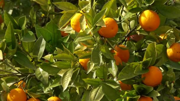 Яркие спелые апельсины висят на дереве — стоковое видео