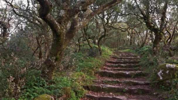 Path in mysterious forest of Bussaco Portugal — Stock Video