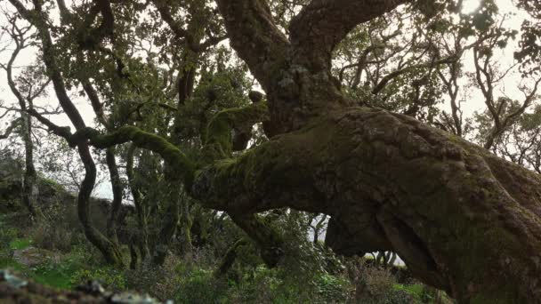 Mysterious forest of Bussaco, Coimbra, Portugal — Stock Video