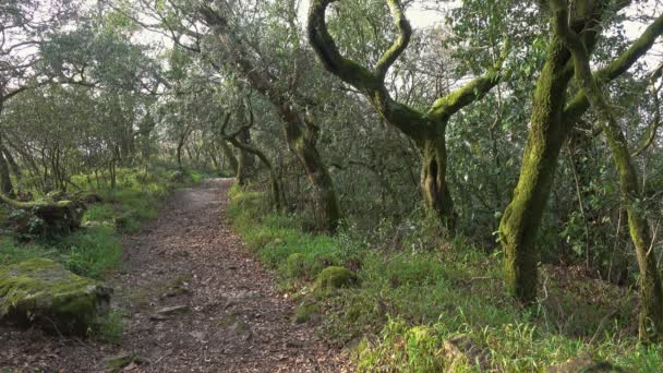 Caminho na misteriosa floresta de Bussaco Portugal — Vídeo de Stock