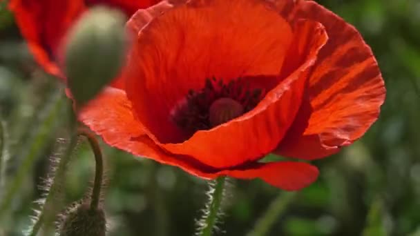 Red poppy flowers at summer time close-up — Stock Video