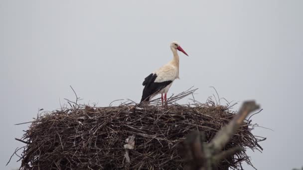 Weißstorch im Nest, portugal — Stockvideo