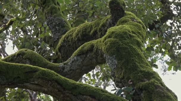 Bosque misterioso de Bussaco, Coimbra, Portugal — Vídeo de stock