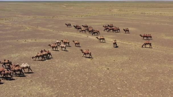Вид с воздуха на группу Бактрийских верблюдов в степи — стоковое видео
